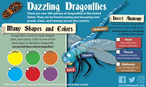 Dazzling Dragonflies TRACKtivities