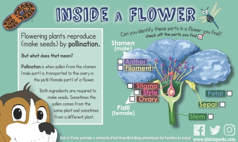 Inside a Flower Diagram TRACKtivity