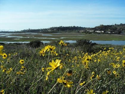 Yellow flowers sway over the San Elijo waterways