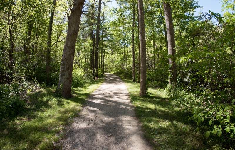 A view down a gravel trail under a tree canopy