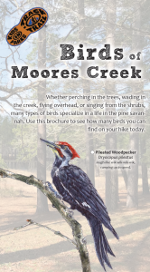Birds of Moores Creek