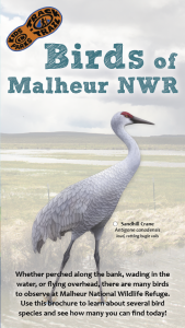 Birds of Malheur Cover