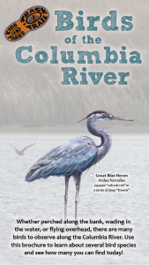 Birds of the Columbia River Brochure Cover