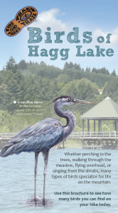 Birds of Hagg Lake