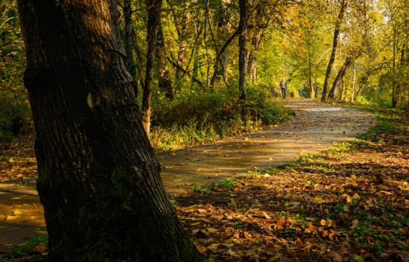 A person walks on a sidewalk through a golden, autumn forest