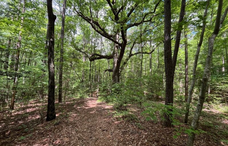 Huge Swamp White Oak along the Trail