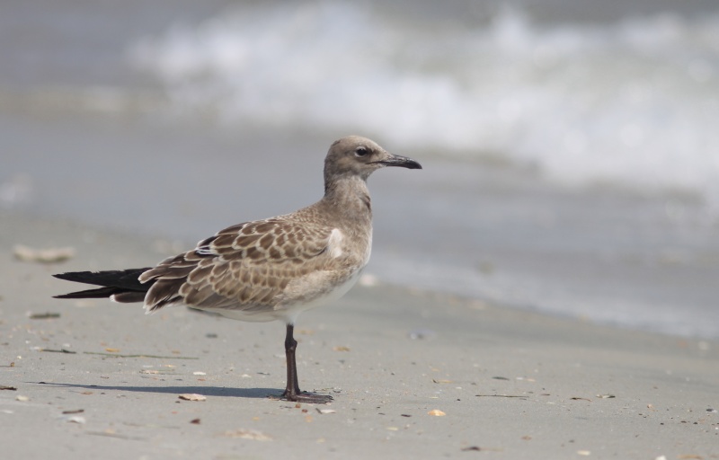 A laughing gull walks along the sand