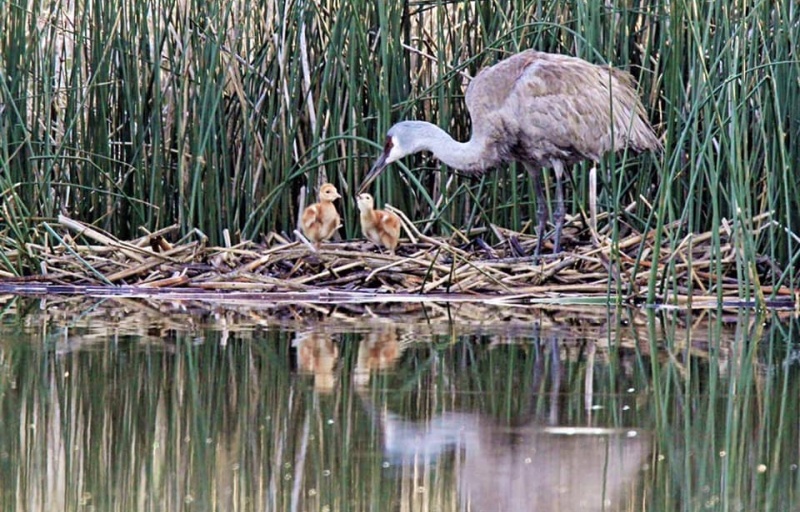 A sandhill crane family along the edge of the pond