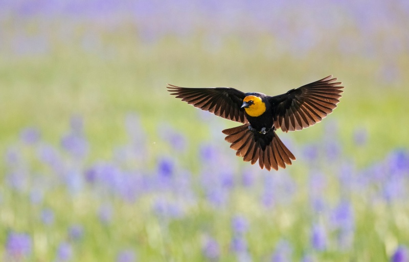 Photo of the yellow-headed blackbird