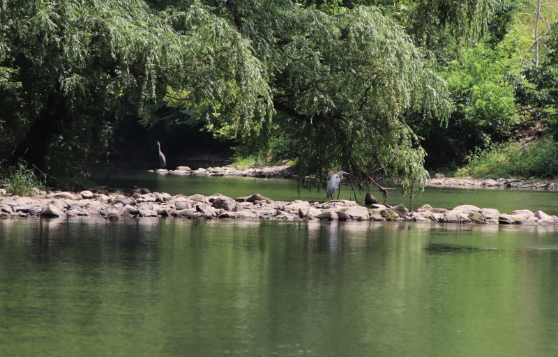 Blue herons in creek at blue marsh lake