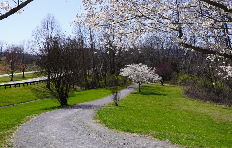 Cherry Blossom Trail path