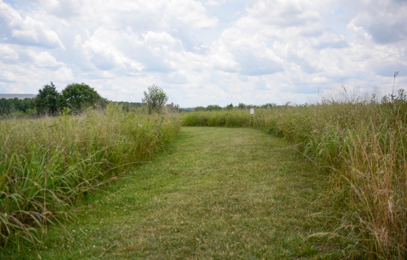 A cut path through a grassy field.