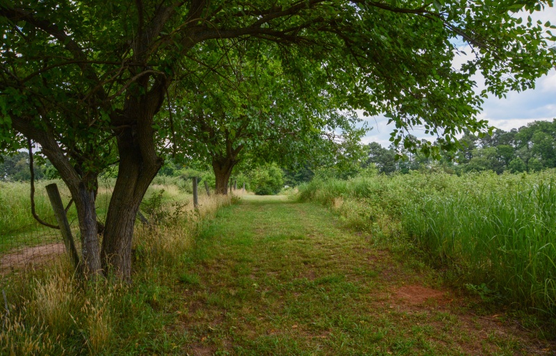 A cut path through a grassy field, under shady trees.