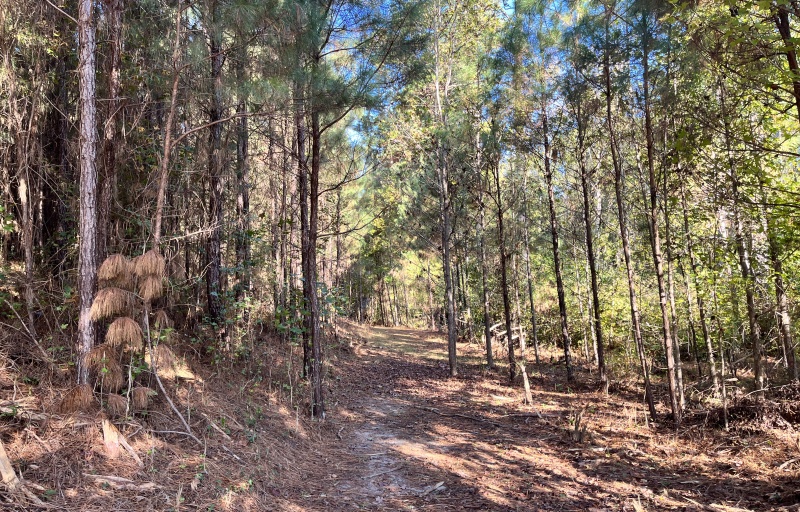 Trail going through the woods