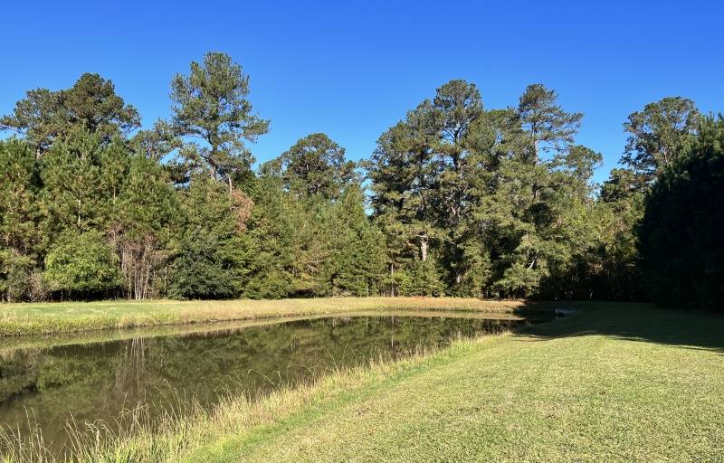 Pond surrounded by trees