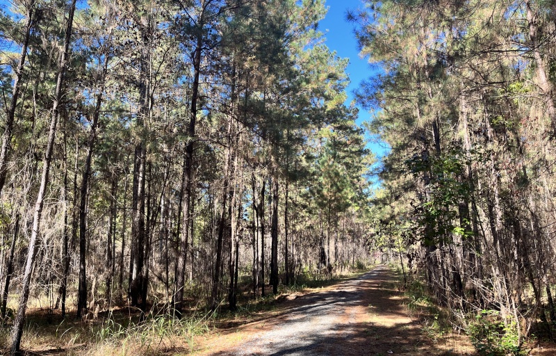 Rocky Point Trail 2