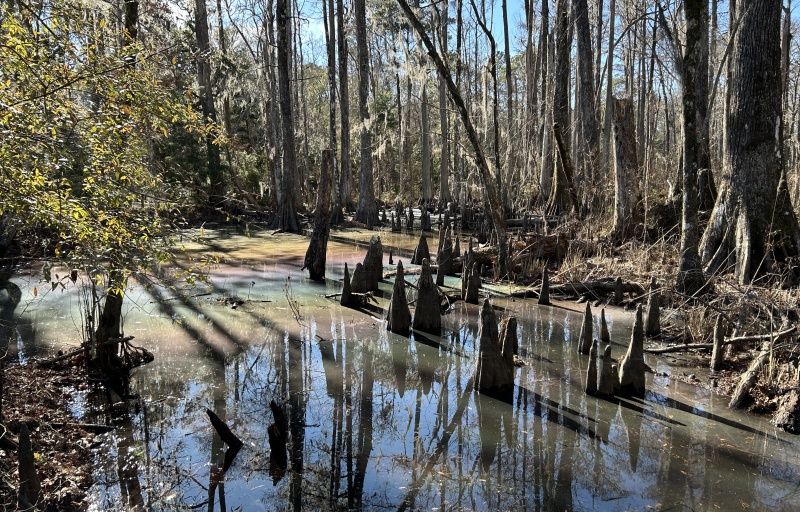 Cypress Wetlands