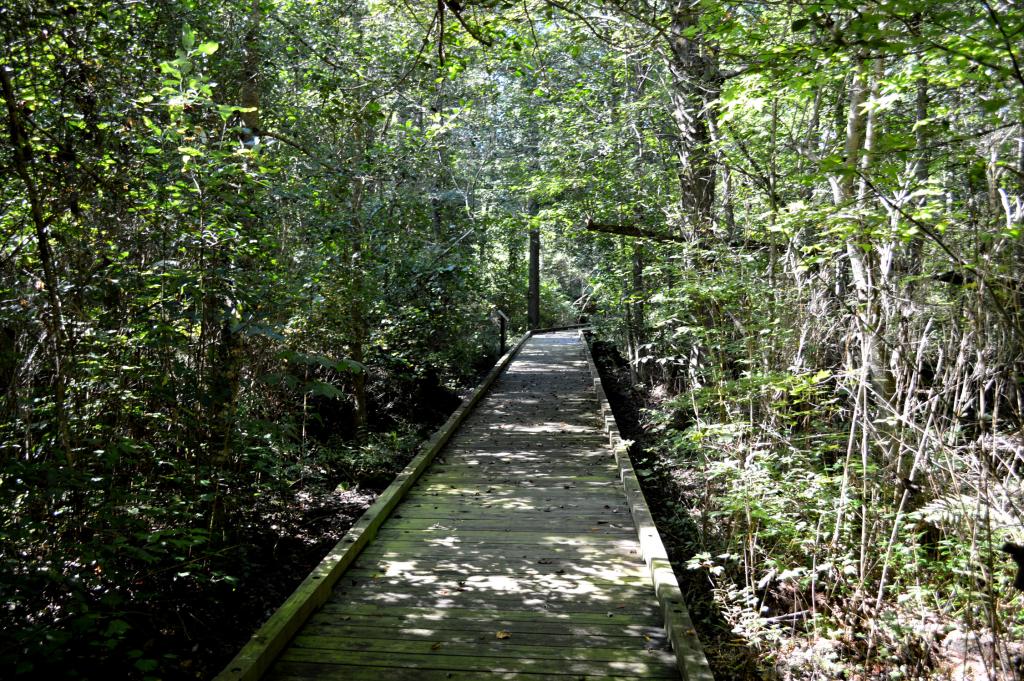 everything-you-need-to-know-about-the-great-dismal-swamp