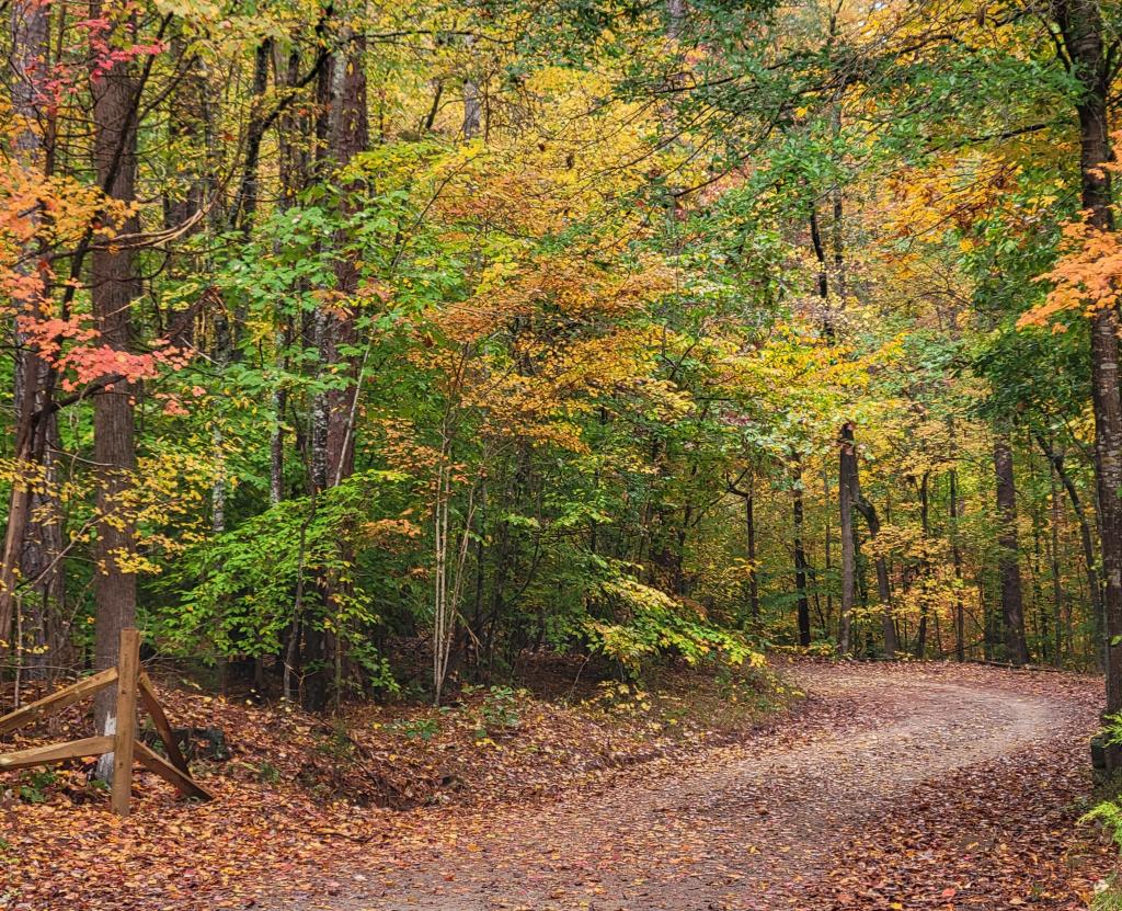 Lynch's Woods Park | Kids in Parks