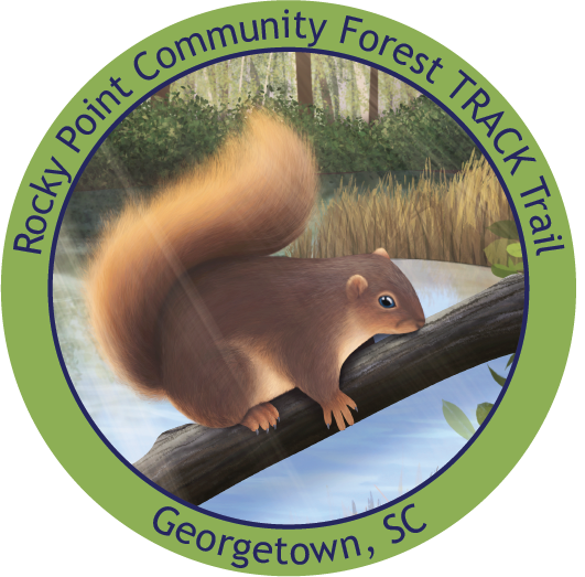 Red squirrel over the Black River for Rocky Point Community Forest